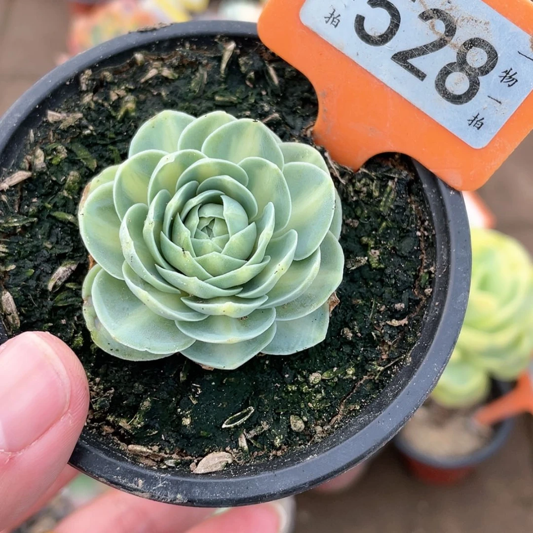 【闪购商品】528号