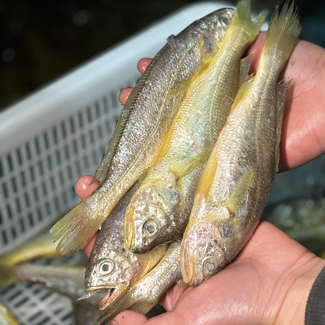 【磊哥推荐】野生小黄鱼3斤约22只左右顺丰发 脱水5%算正常介意勿拍