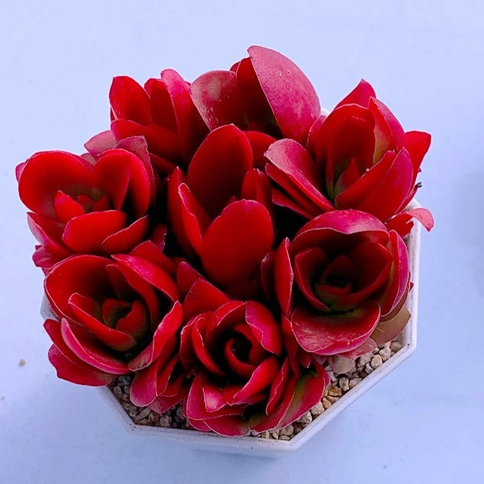 多肉植物火季八颗72