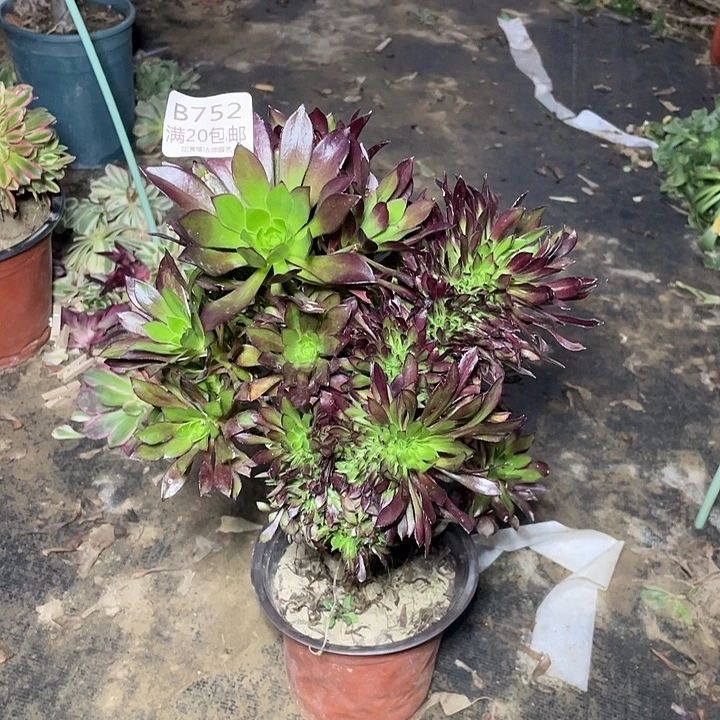 752黑法师缀化多肉法师