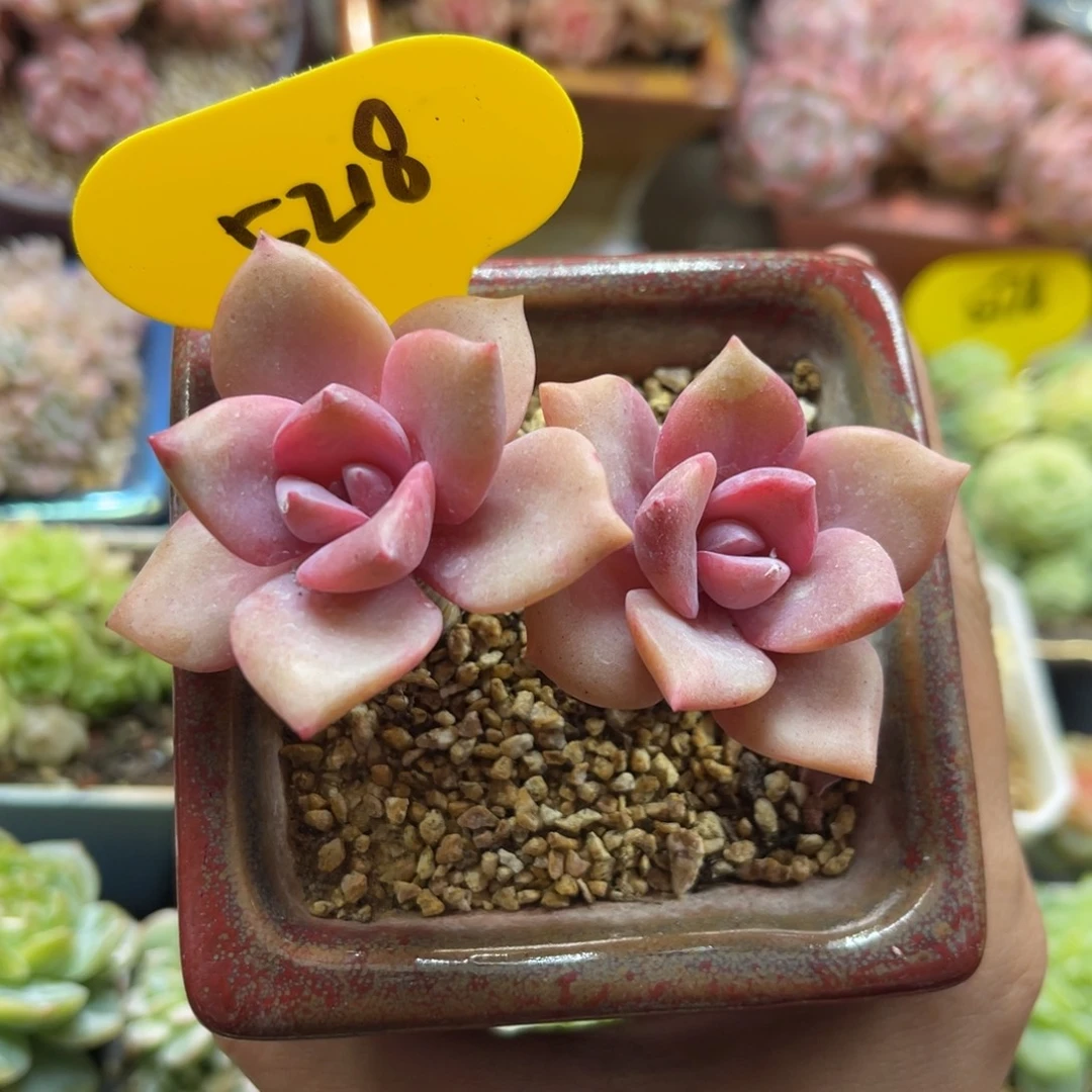 彩虹糖双头老桩5218