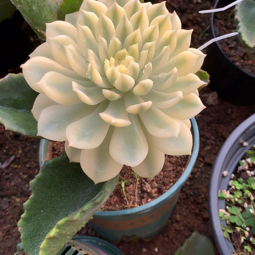 多肉植物老桩多肉植物锦