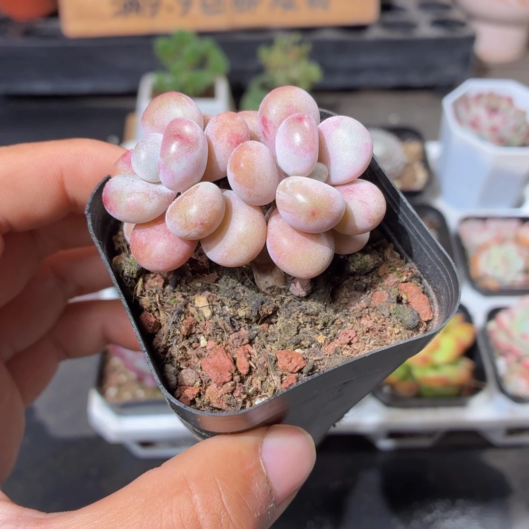 桃蛋多肉9.9包邮发货