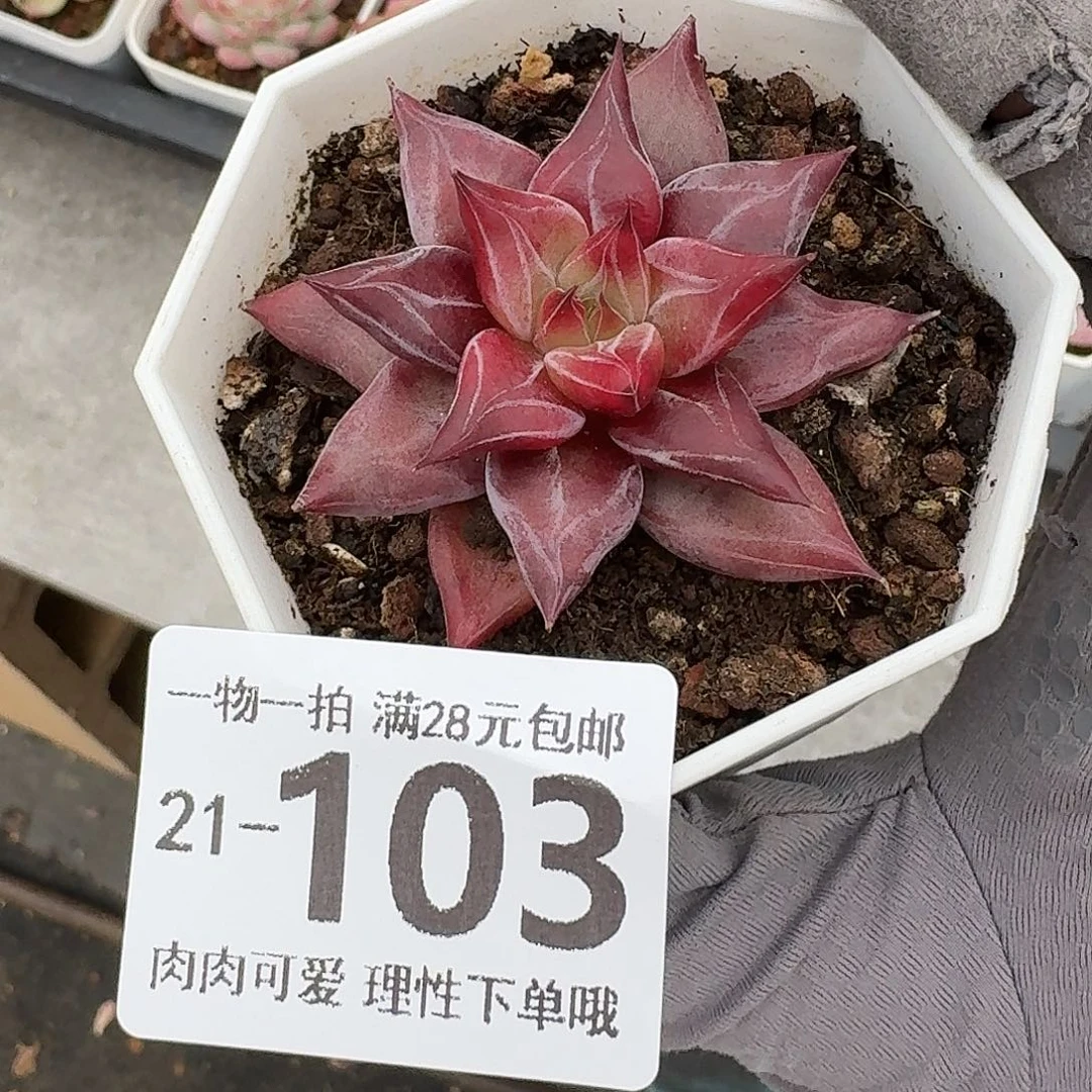墨韵无盆土发货无盆土发货无