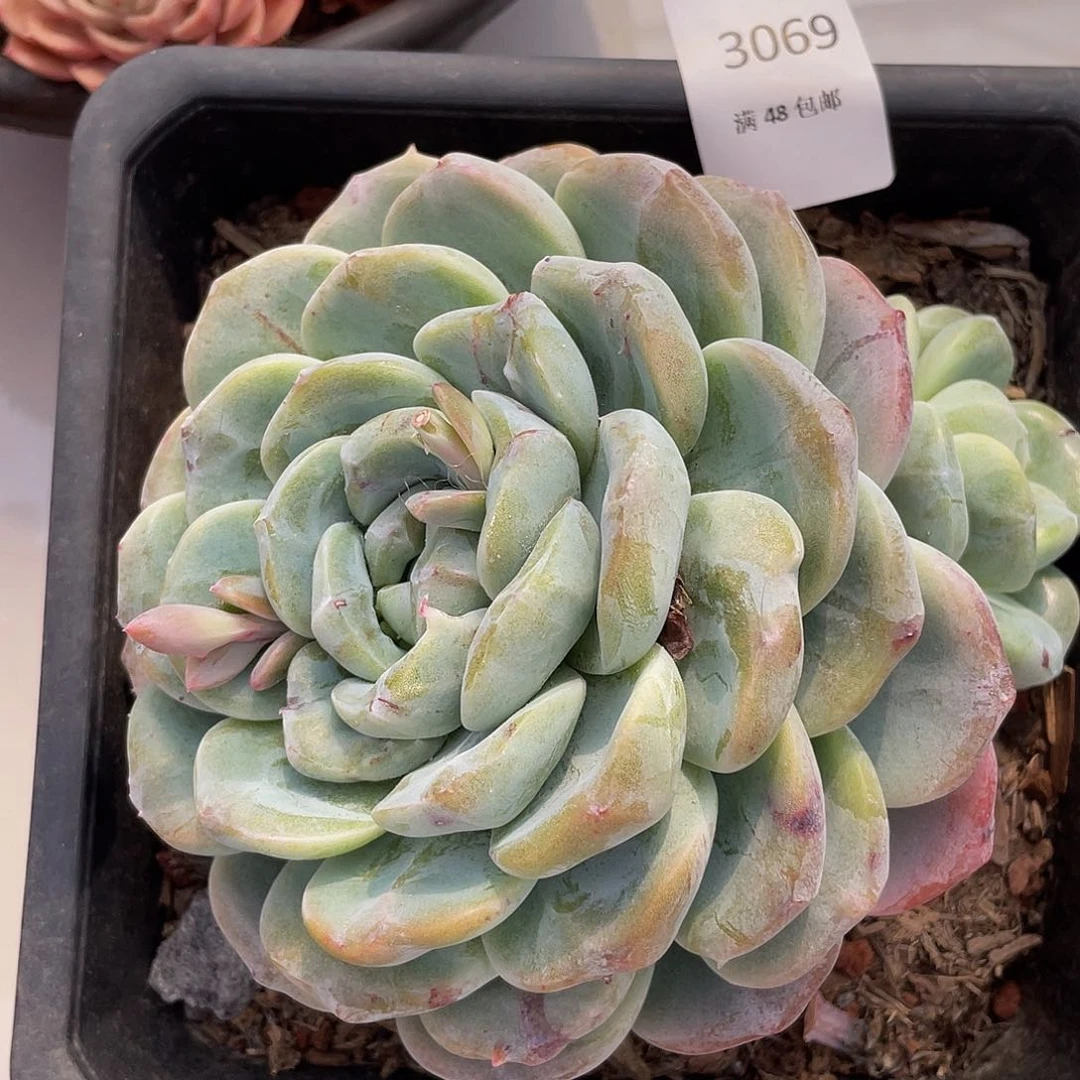 冰玉石化069 多肉多肉多肉