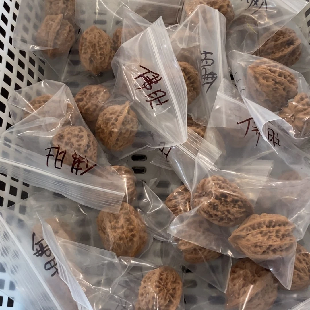 文玩核桃吊坠佛肚