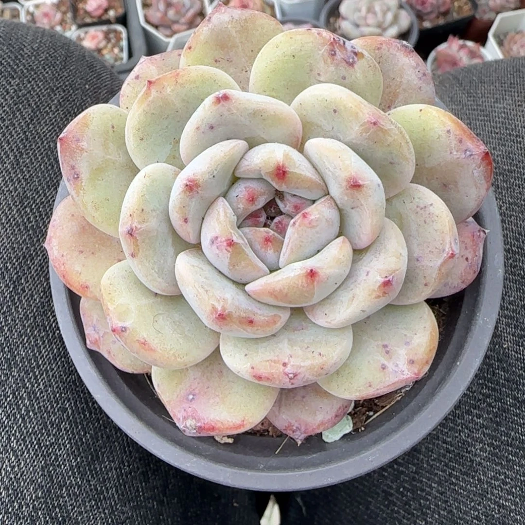 多肉小卡拉米糖心一物一拍