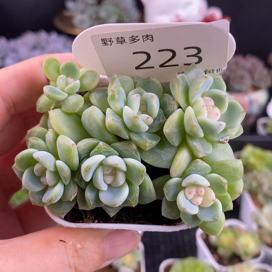 晞***玥223号新月6头群一颗