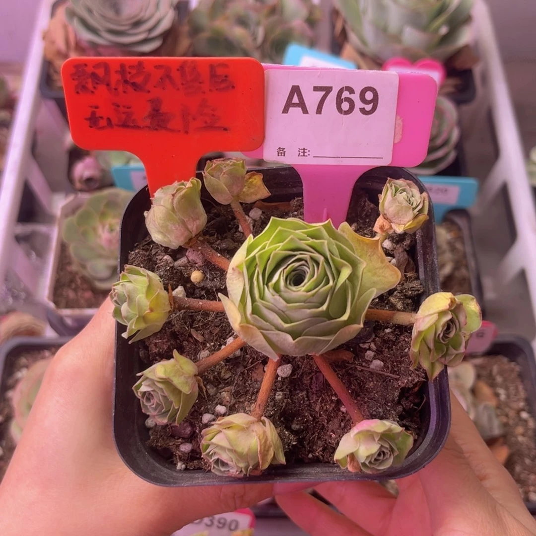 高*民飘枝玫瑰一物一拍A769