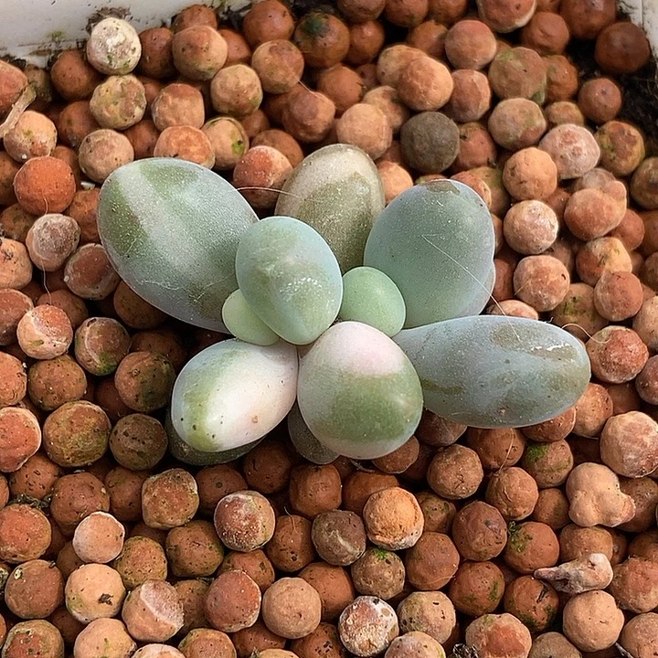 红手指锦多肉植物
