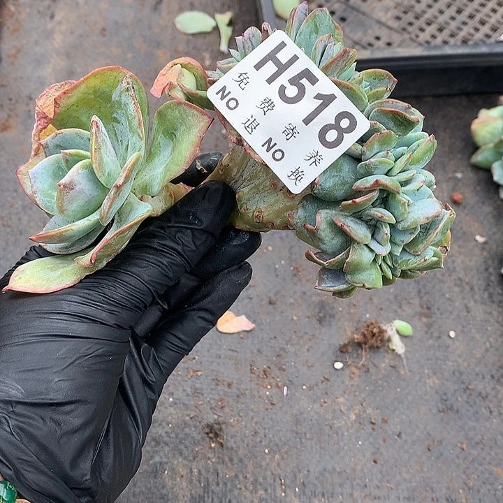 白凤缀化 自然群非偏远38包邮 节后发