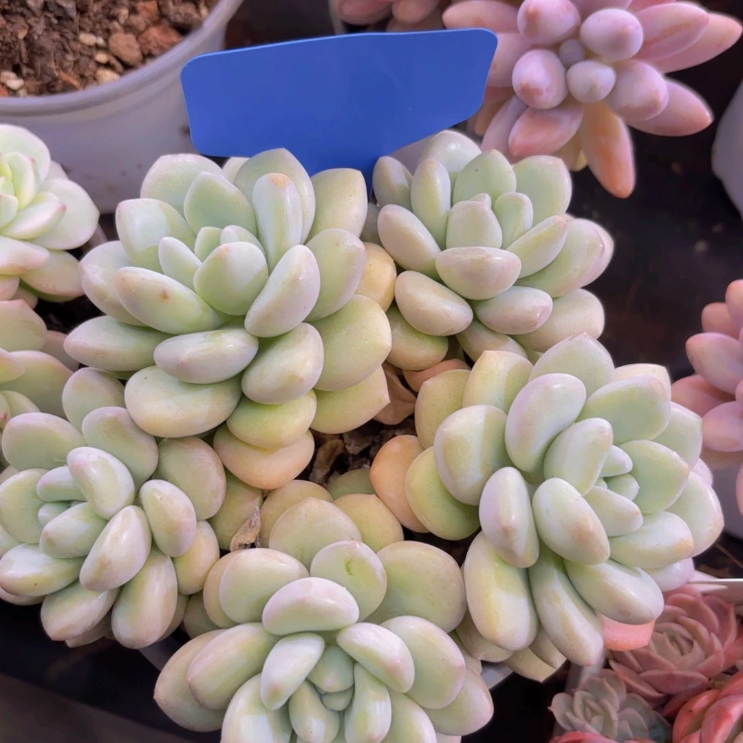 璃***饱云南金致家精品多破