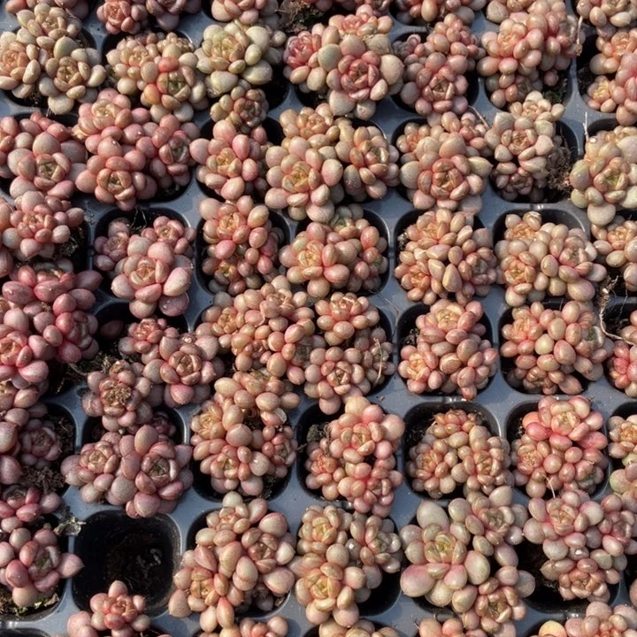 葡萄穴苗群2颗冠幅3-4厘米20包邮新疆西藏不发