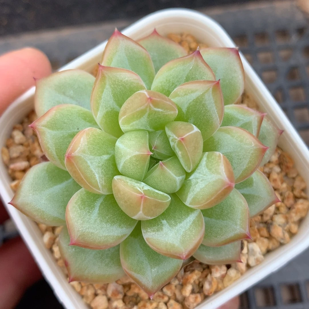 0704-04 珍妮优选