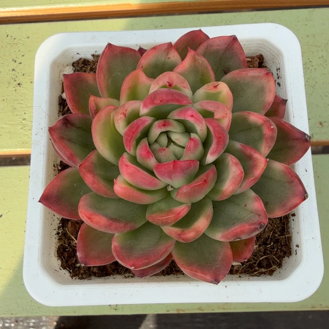 水晶玫瑰锦锦上园艺一物一拍