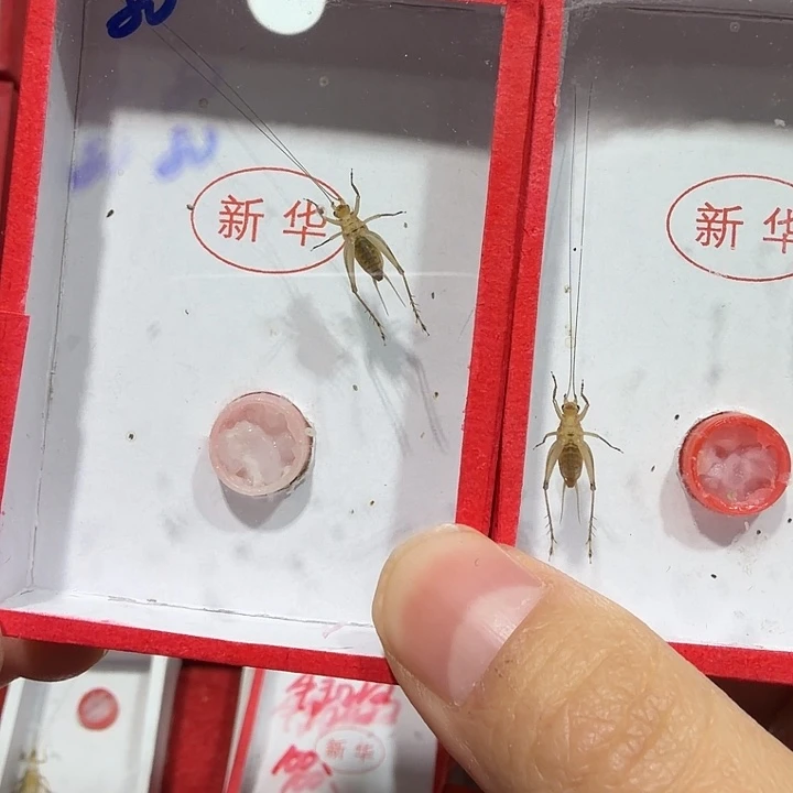 蟋蟀新华二条包邮