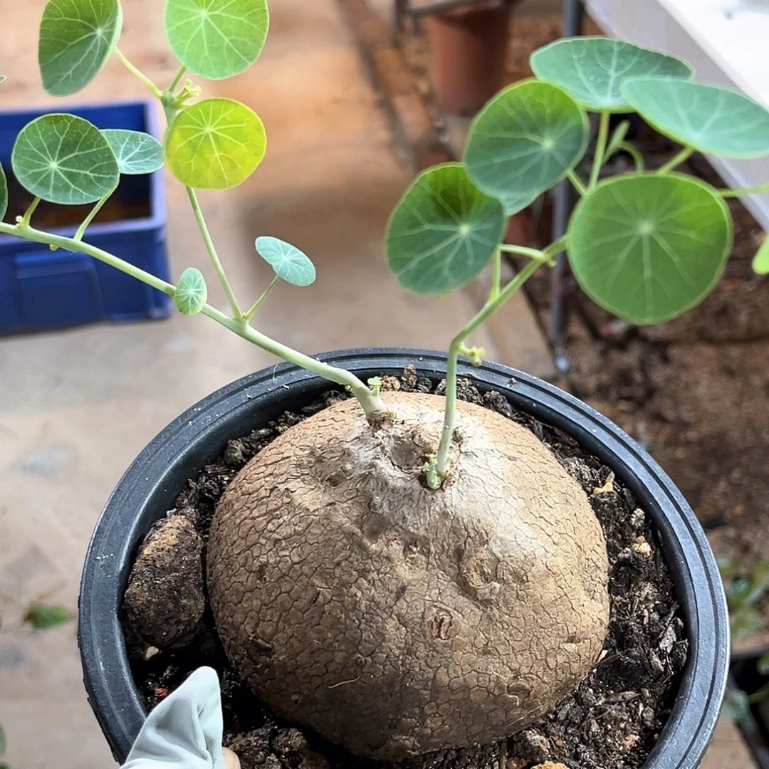 潮流植物 素可泰 10公分