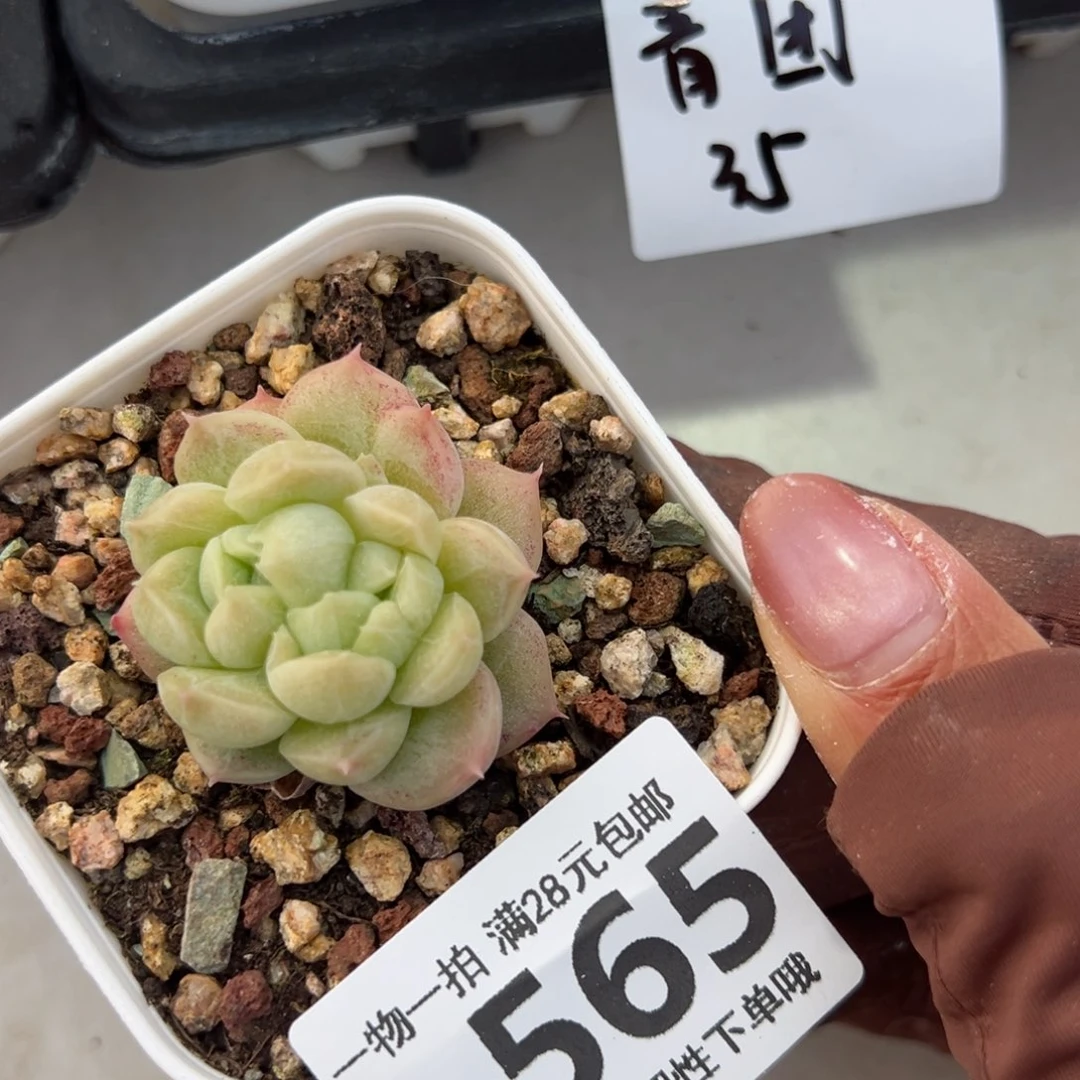 用****6青团多多肉多肉多肉多肉