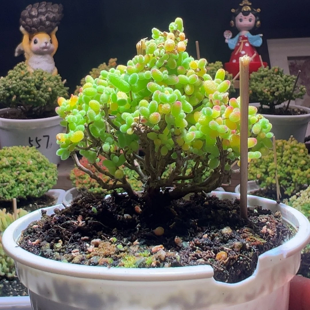 358金桔一物一拍包开箱