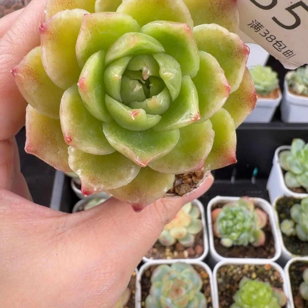 蕾丝麦秆155号一颗福利