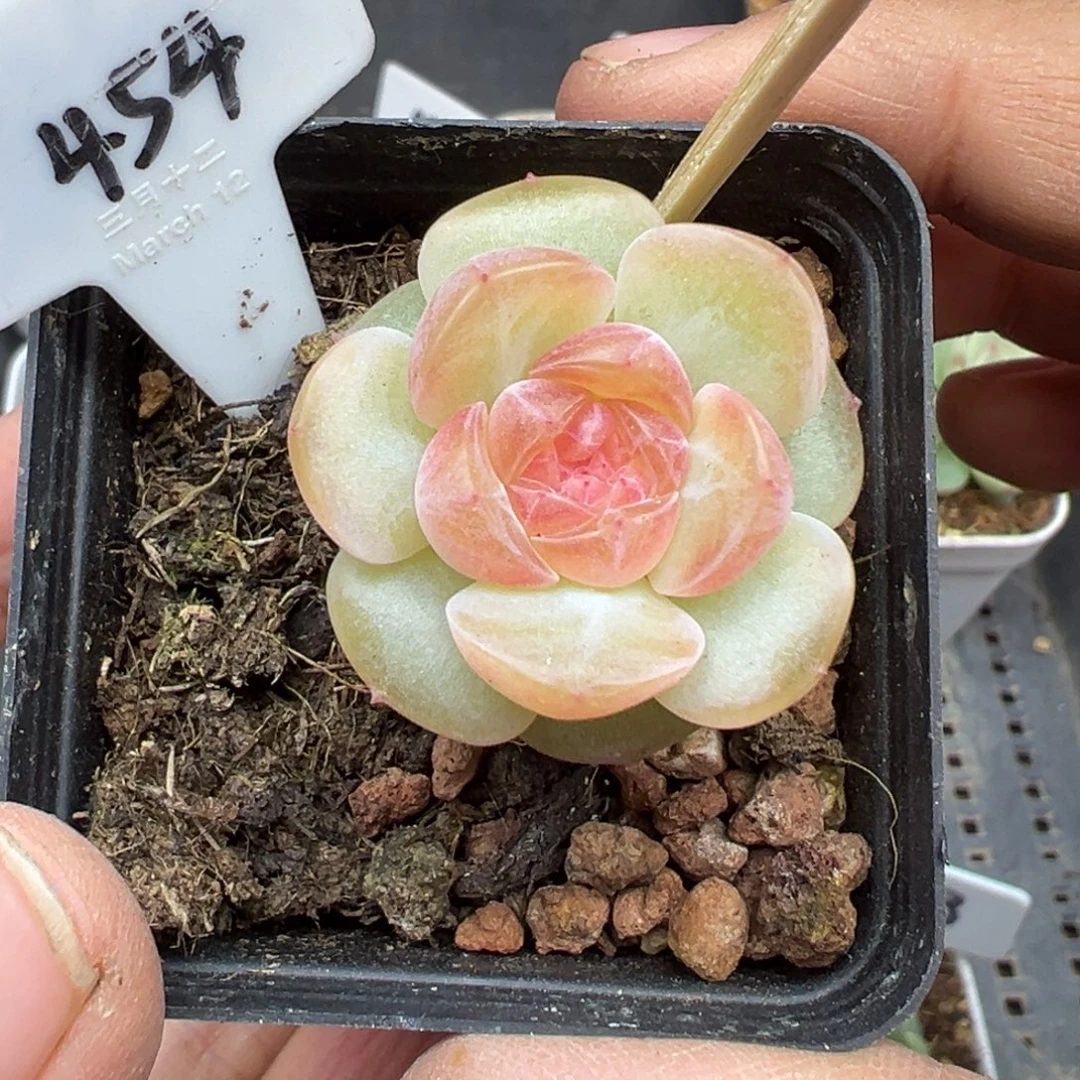 454号舒月风花雪月系列