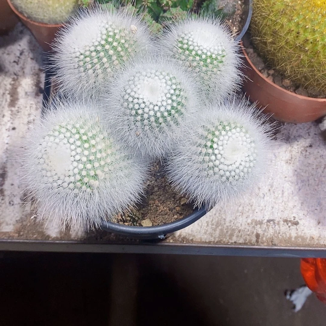 完全开放白小丁111111111111111个