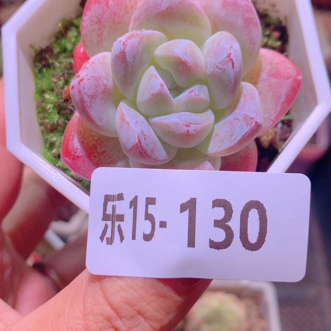 乐然15-130 冰玉