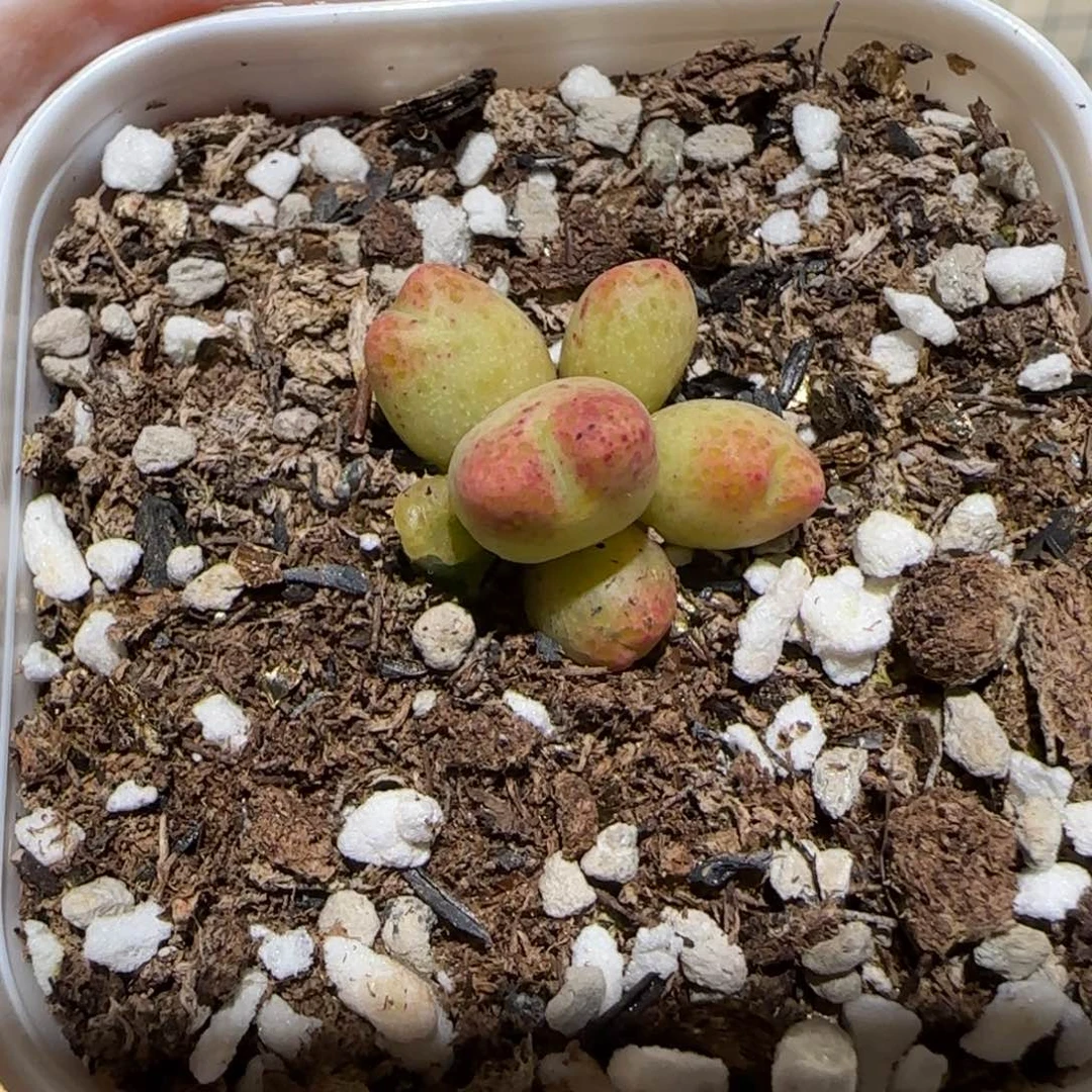 你****～肉锥多肉植物百科1-1581