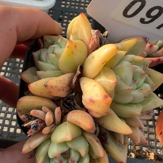 97白夜香槟一物一拍多肉