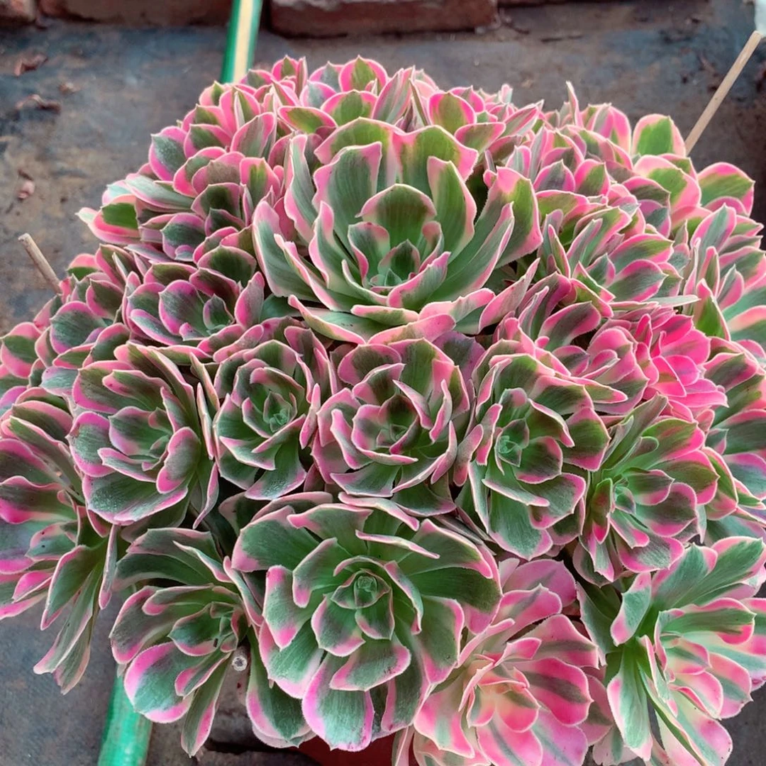 粉女郎，多肉植物的