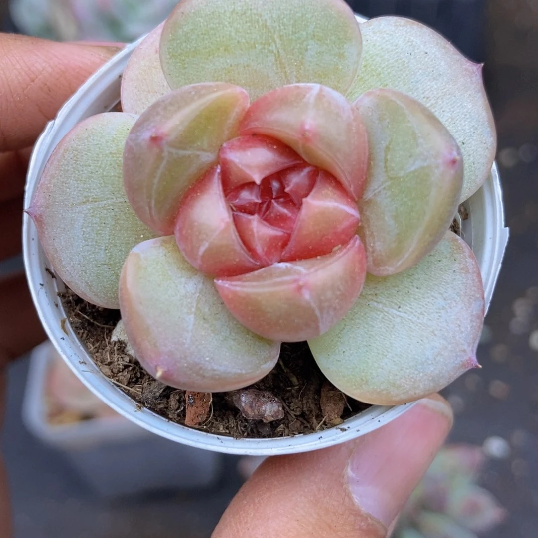 春泥家一单包邮N43