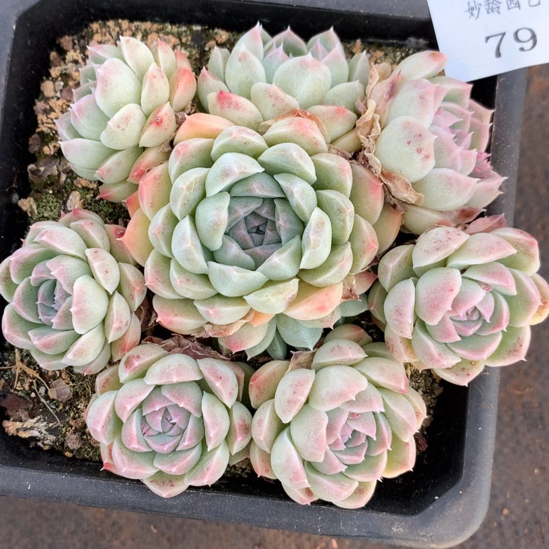 79杂交精品基地12厘米