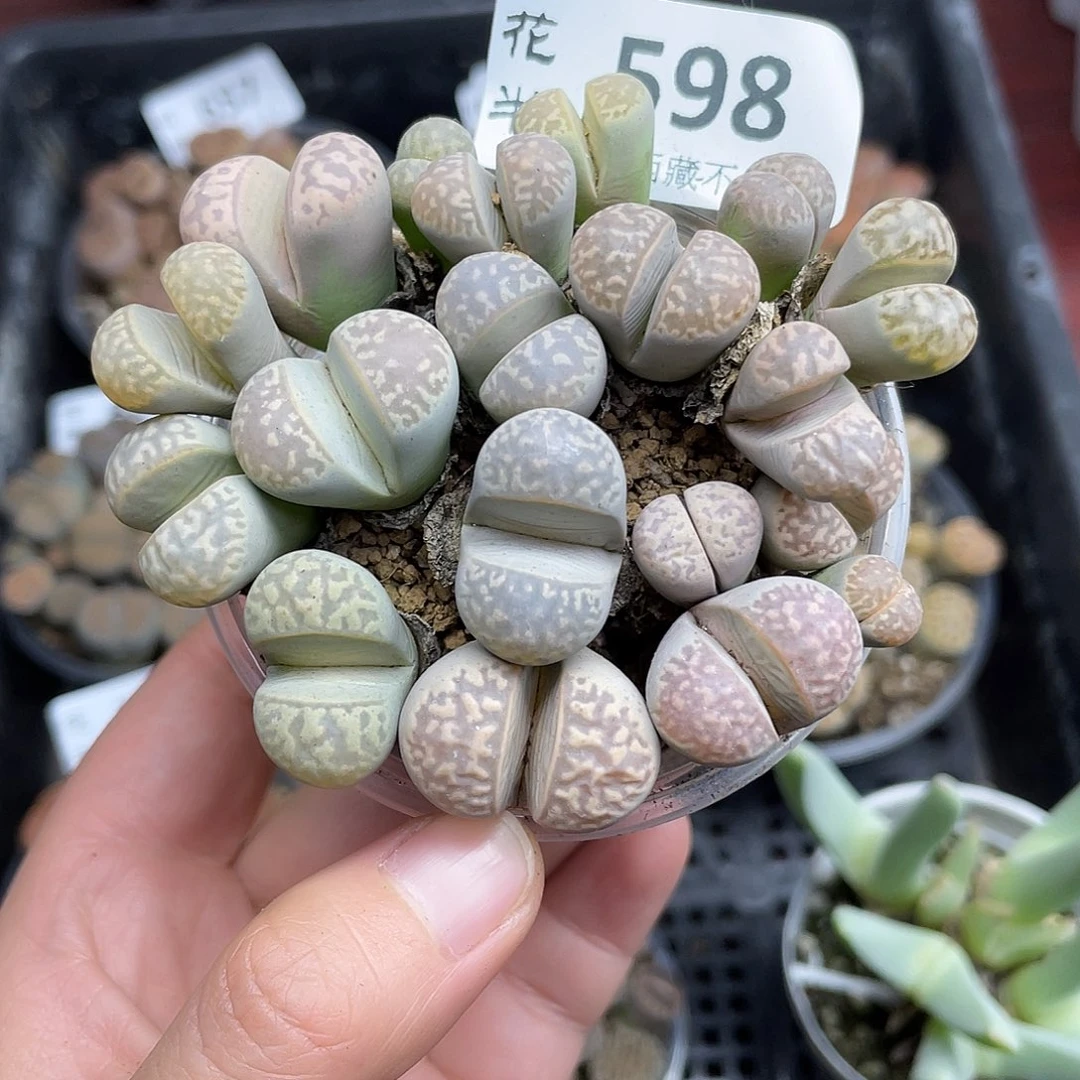 59800000花花花花花花