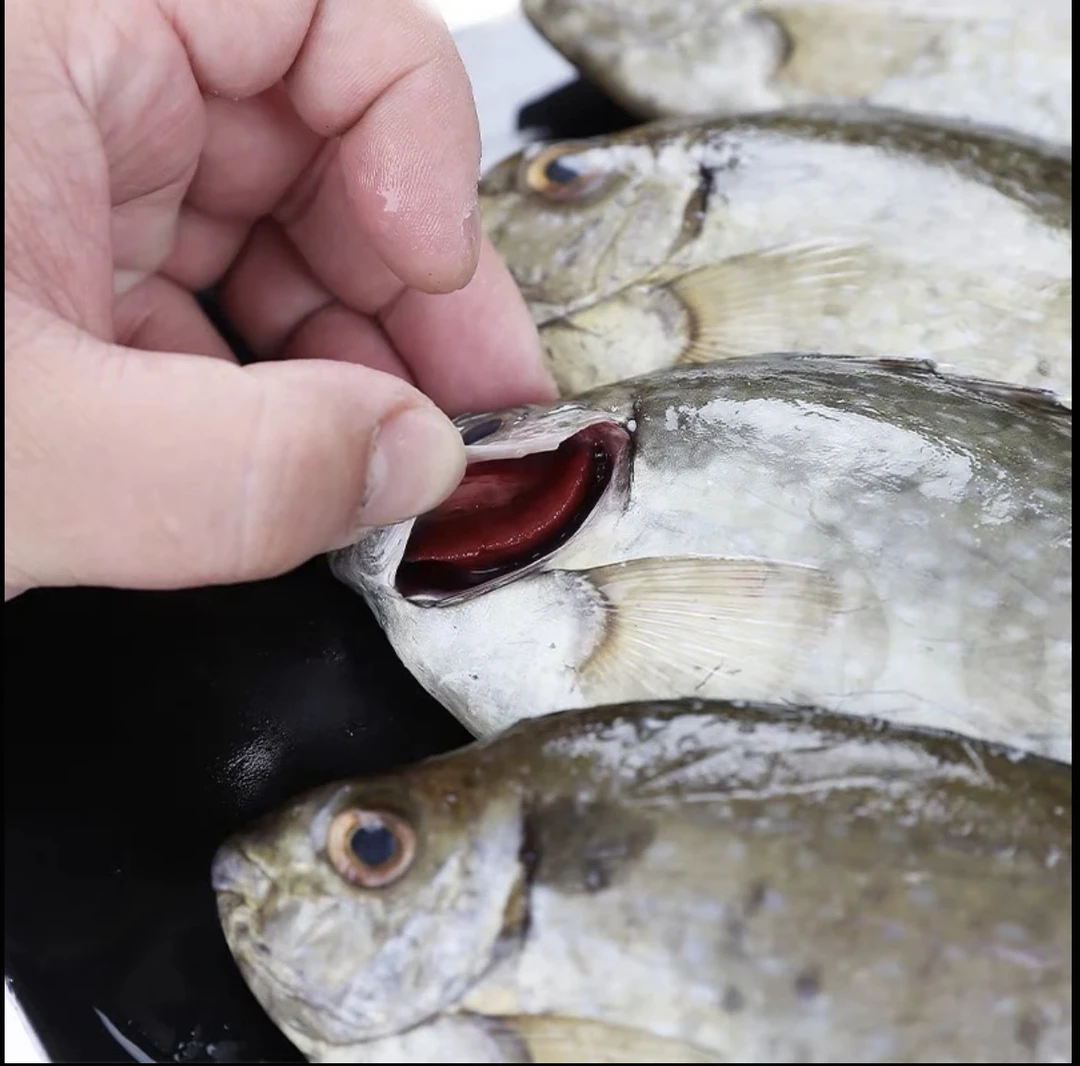 汕尾本港野生小船泥猛鱼 苦提鱼当天现捕