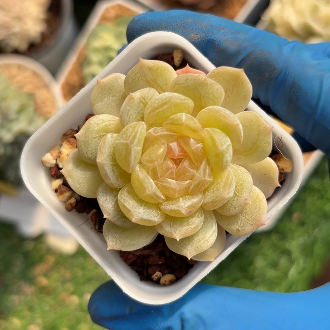 优选白恋一物一拍