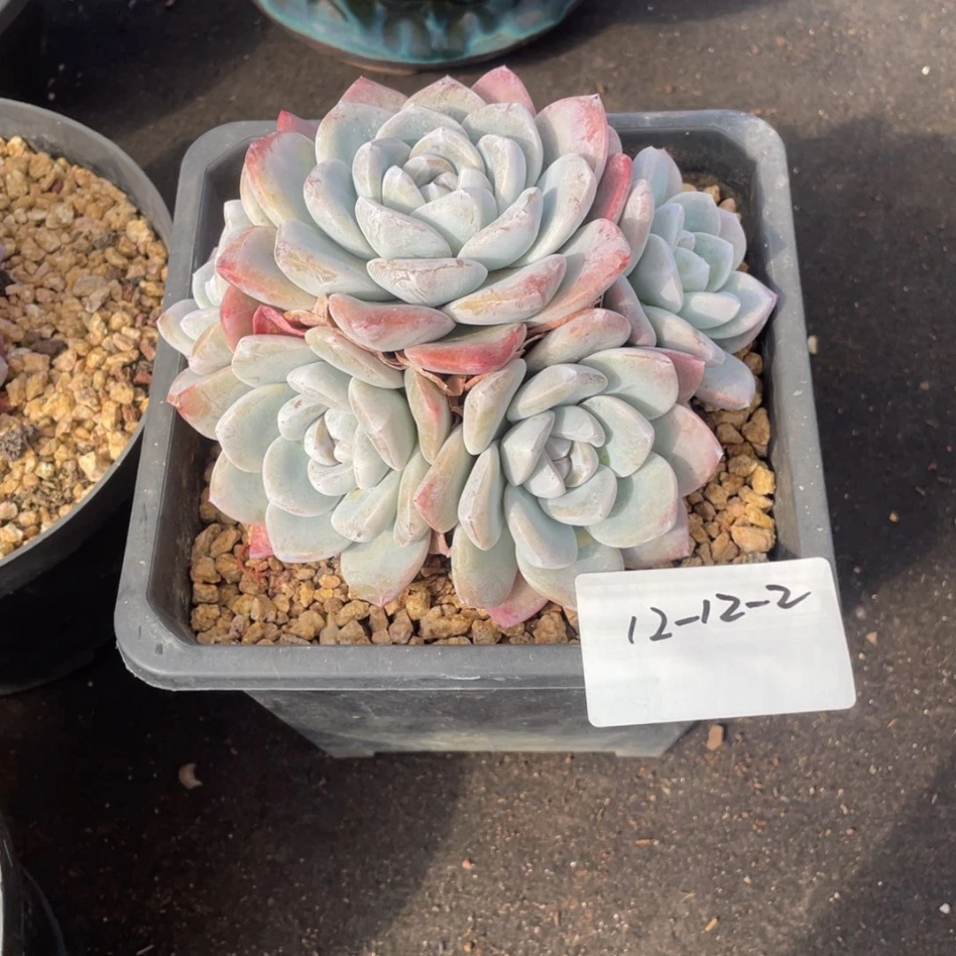 12-12-2静好多肉园艺
