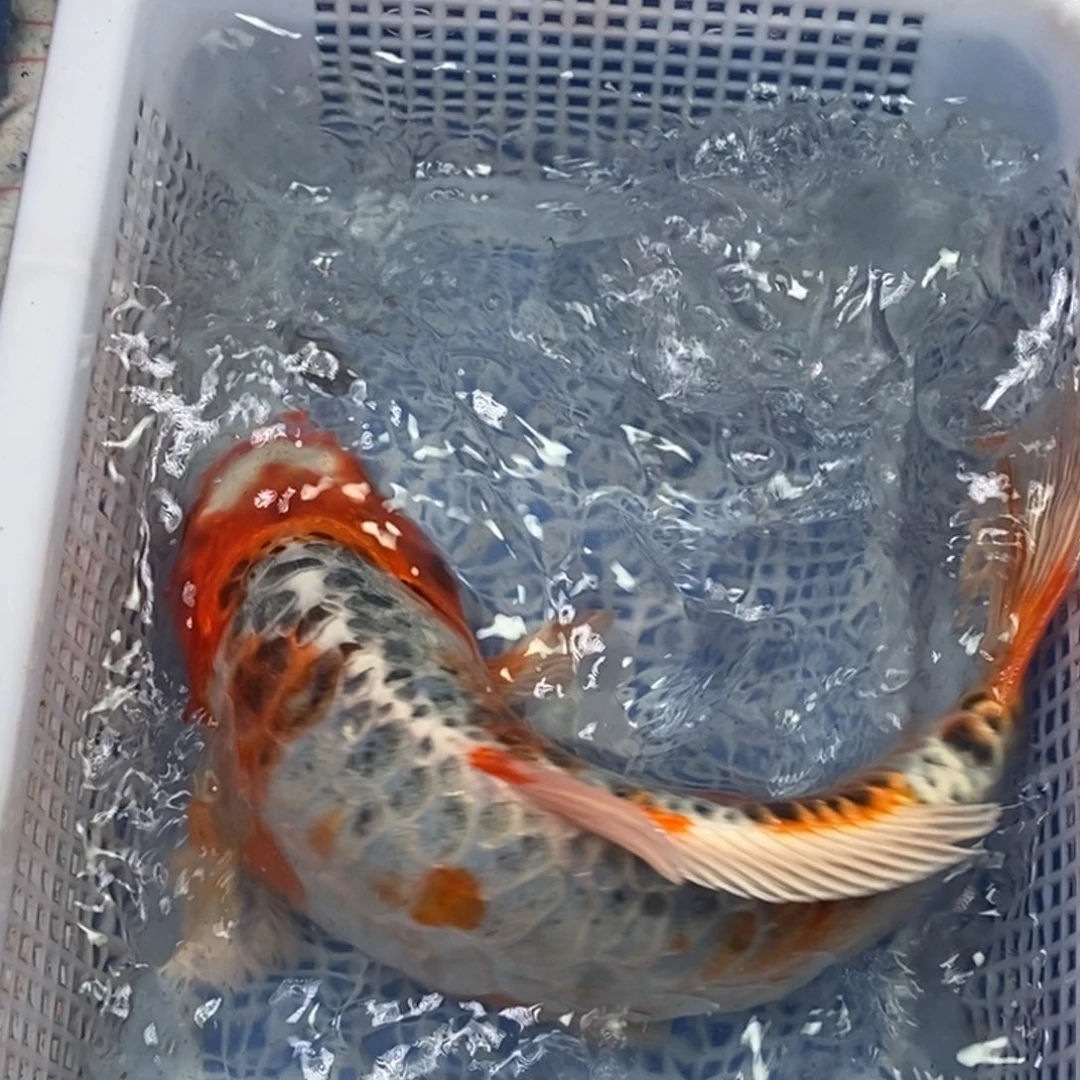 锦鲤冷水锦鲤包邮
