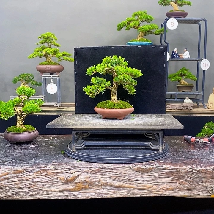 无花朵黄杨盆景四季常青不落叶