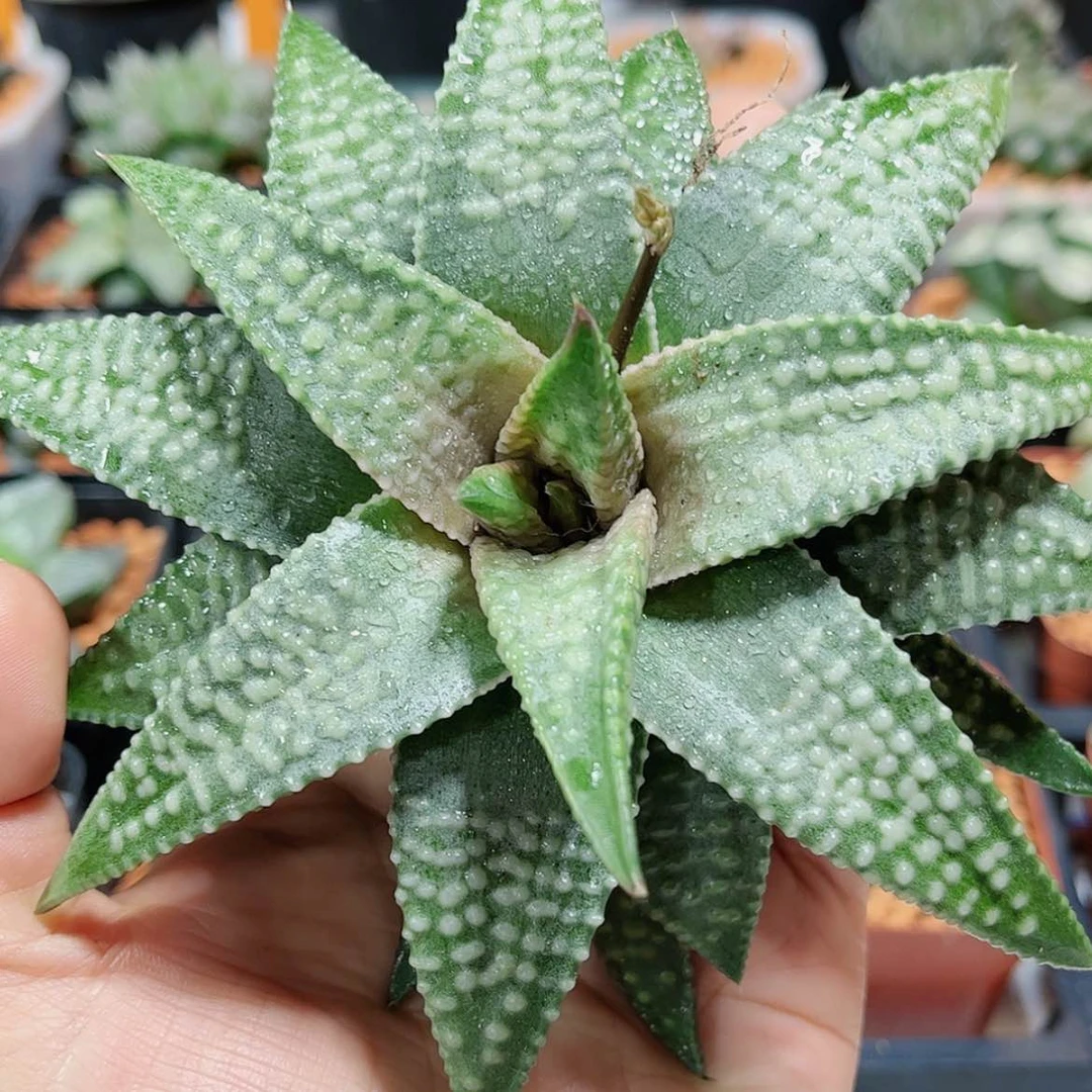 【闪购商品】大银河