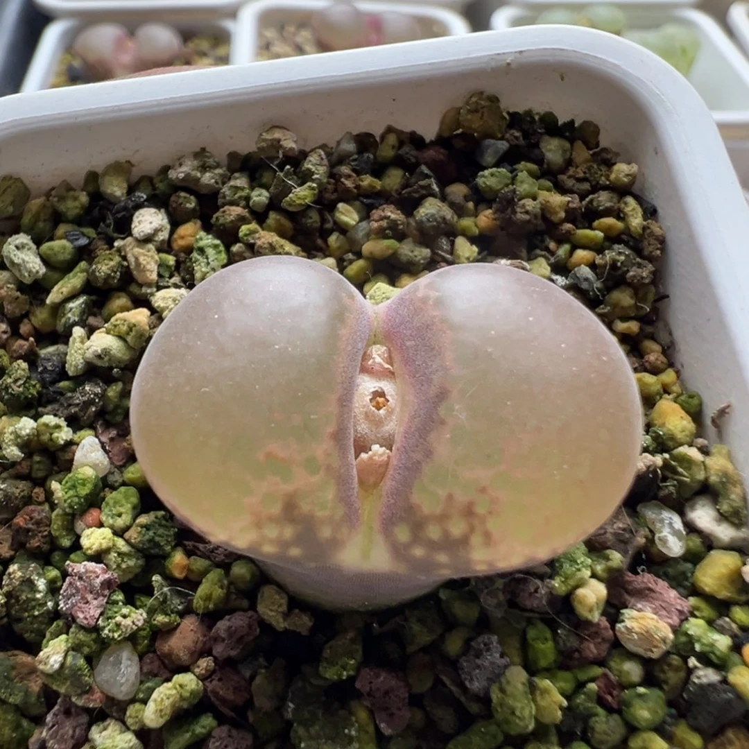 无花朵实生大窗风铃玉23