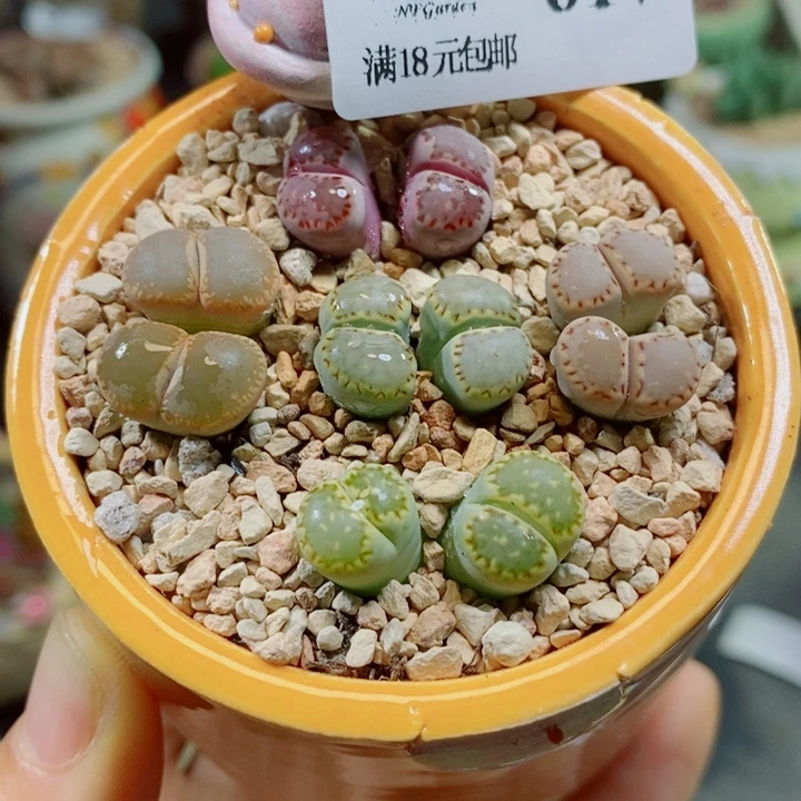 生石花花花花花花617