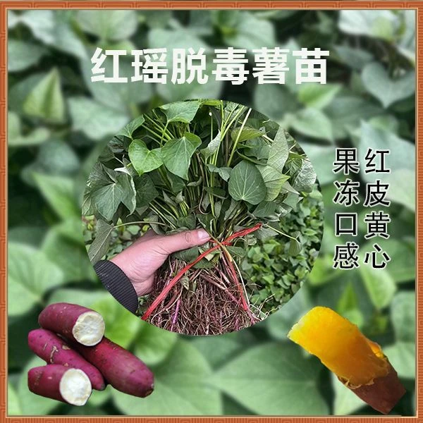 红瑶榴莲蜜薯红薯苗软糯香甜蒸烤蜜薯软糯紫心红薯地瓜秧苗