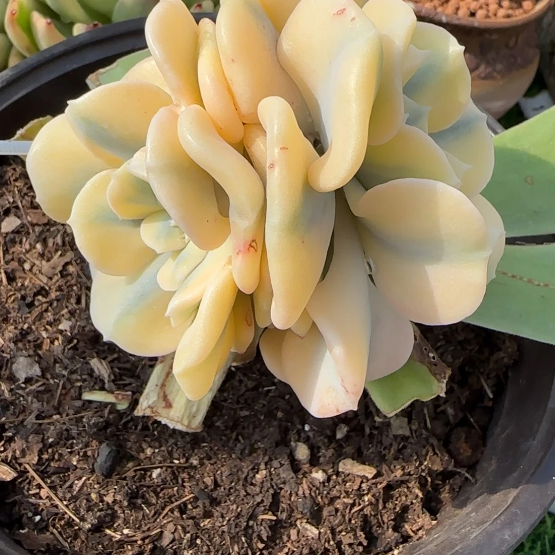 雪精灵锦多肉植物