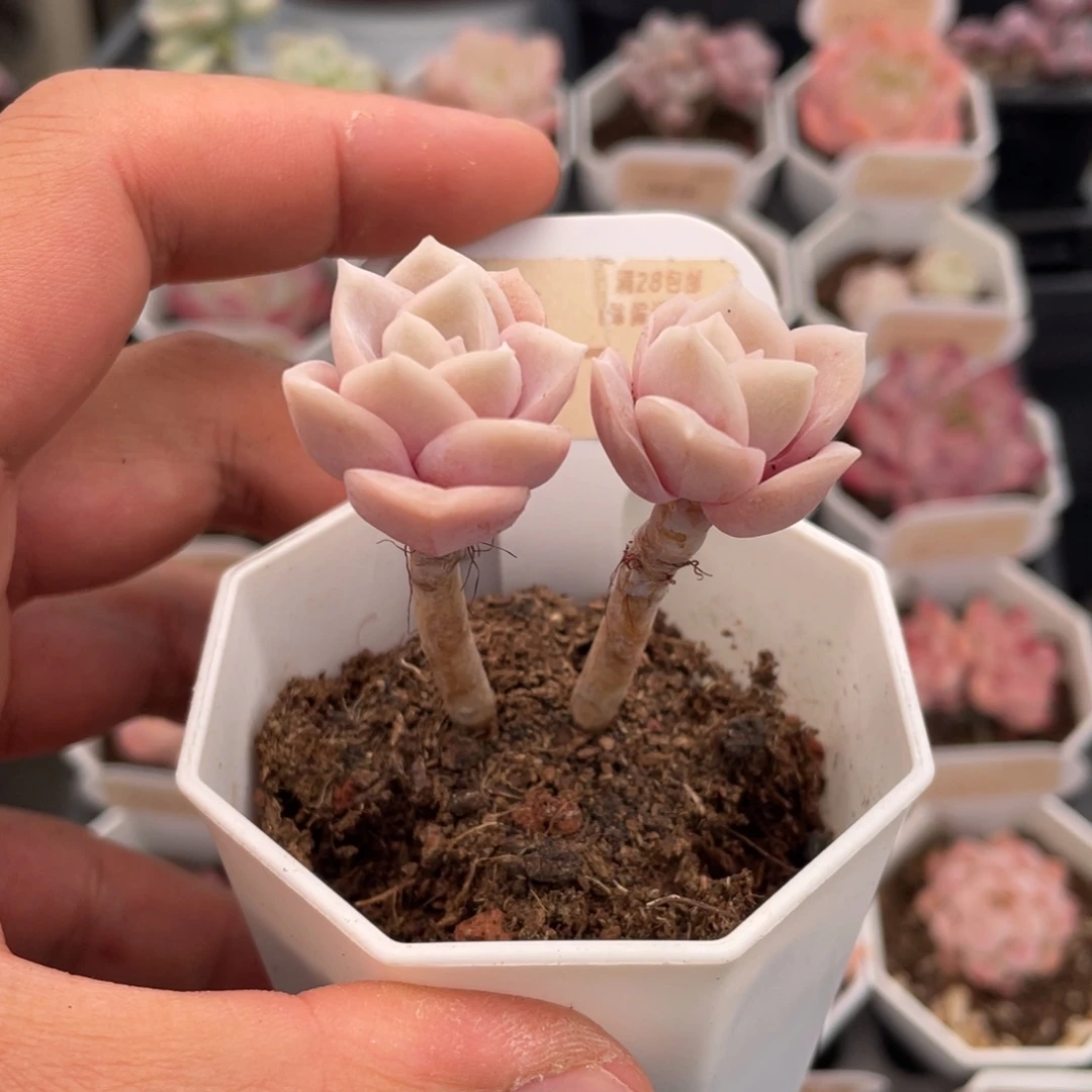 毛***毛可爱玫瑰7067-4.5厘米