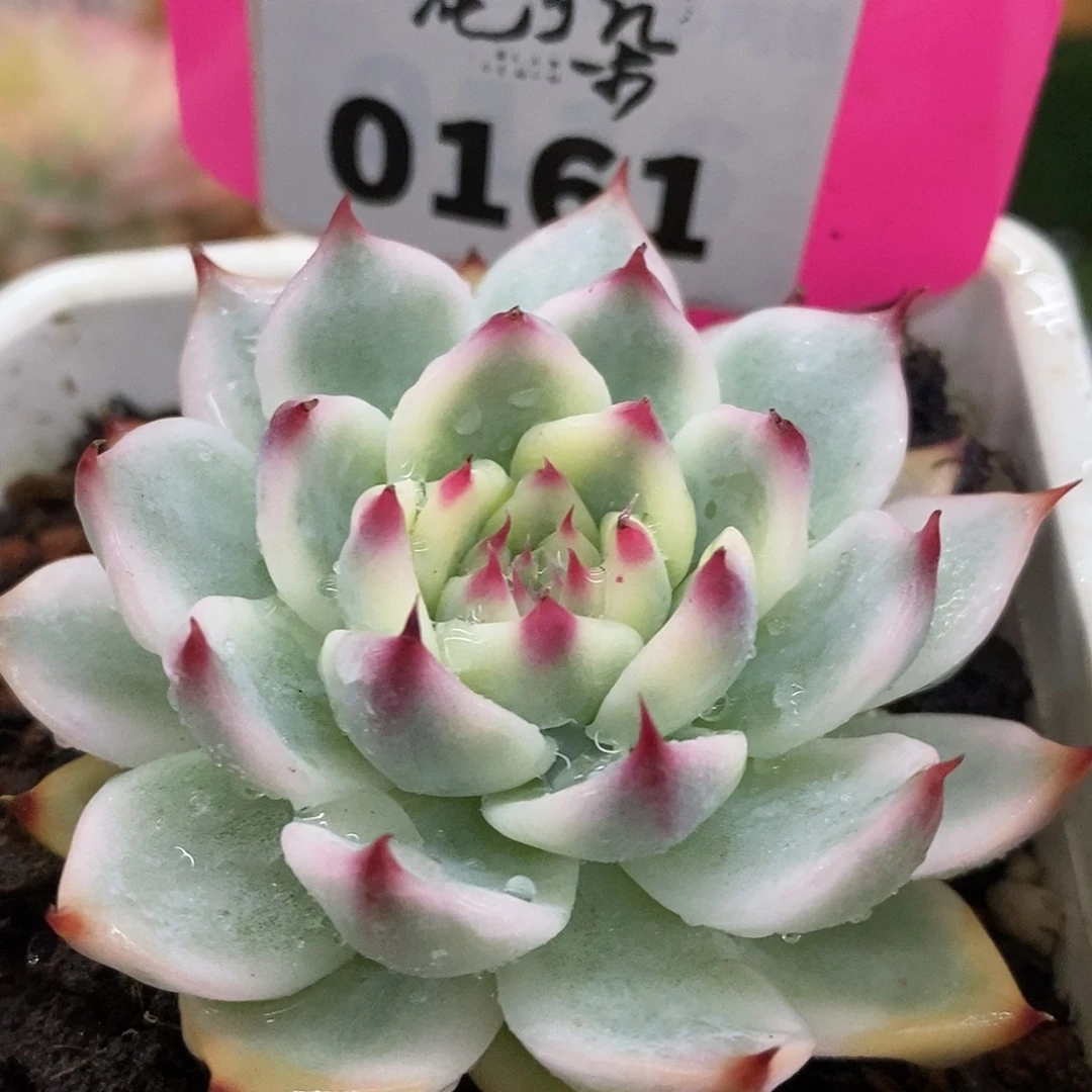 161哈哈哈哈哈哈哈哈哈