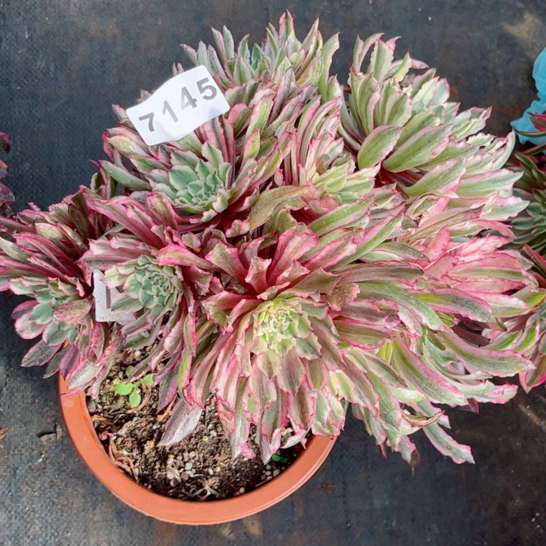 不售后昼夜仙墨多肉