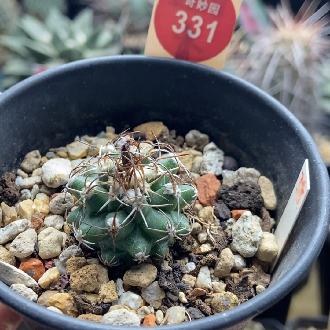 实生红花尼克莱娇丽2.8cm