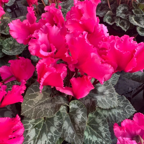 玫红皱边仙客来品种大型仙客来仙客来品种花量多（不要换盆）