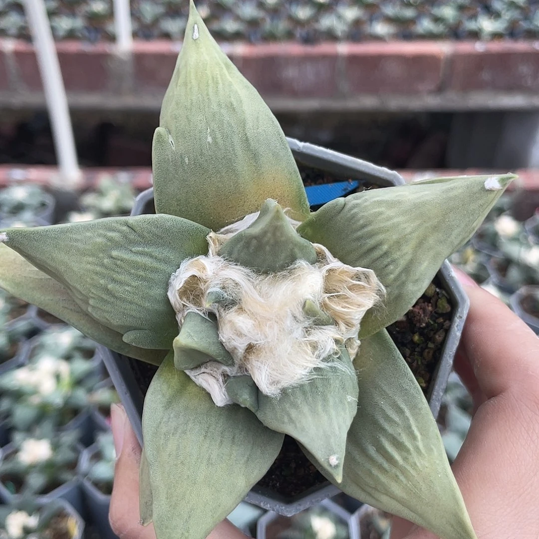 实生黄体大型种牡丹