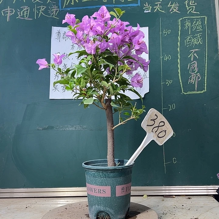 当前无花栽培后可以开花 巴西紫  粗杆 380